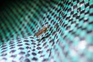 Hvordan stoppe myggstikk fra kløe